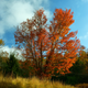Illustration for article titled Fall Photos 2